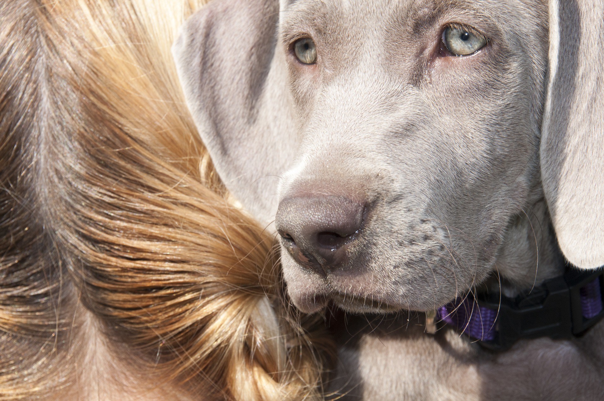 Adiestramiento canino en Madrid